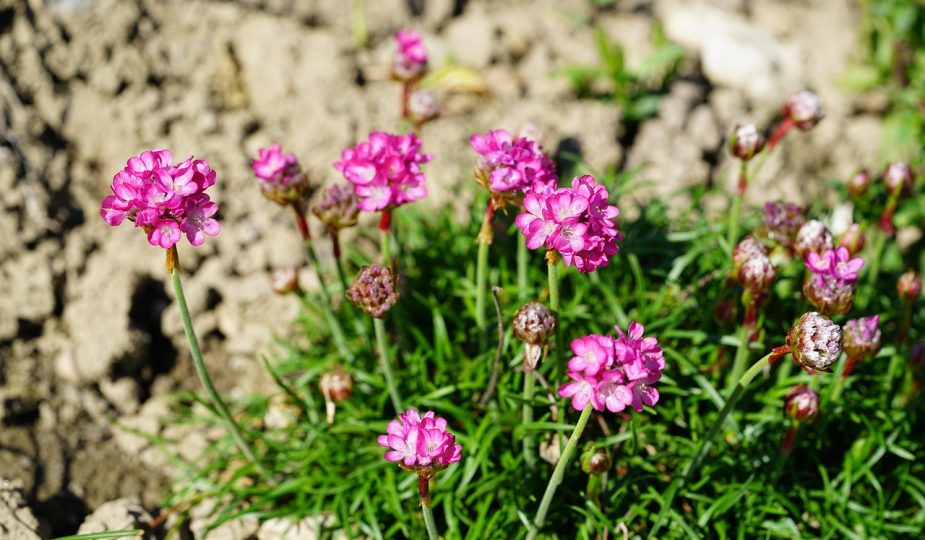 strandkruid