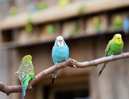 hoe oud wordt een parkiet